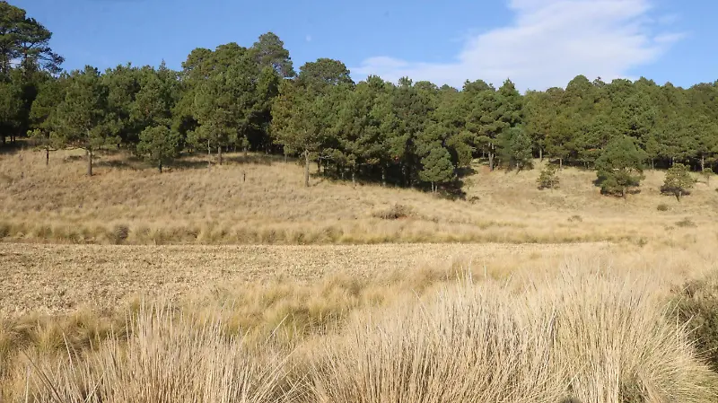 Parque Nacional Cofre de Perote